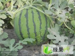 江苏今日鲜瓜价格