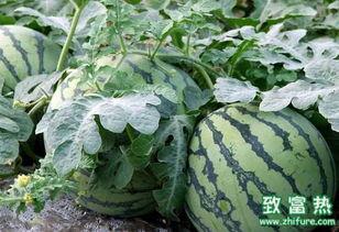 大西瓜 视频,揭秘西瓜种植与收获的奇妙之旅