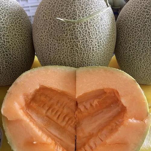 新疆哈密瓜价格今日价,品质佳果，市场行情一览”