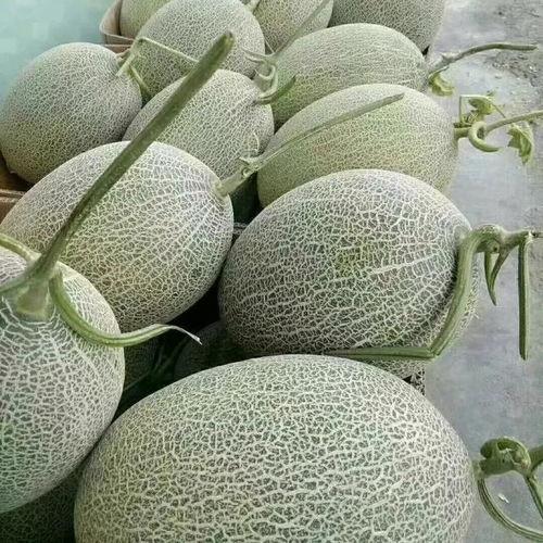 新疆哈密瓜价格今日价,品质佳果，市场行情一览”