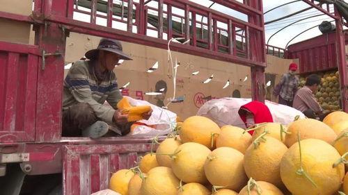 金玉红蜜瓜今日价格,价格行情一览