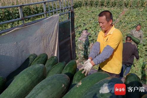 崖州今日瓜菜价格,新鲜蔬菜瓜果行情一览