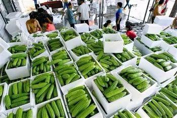 崖州今日瓜菜价格,新鲜蔬菜瓜果行情一览