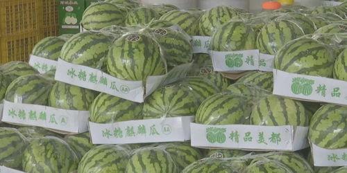 今日大蓬瓜价格多少,涨跌波动背后的市场动态