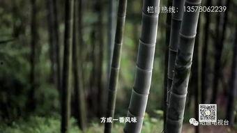竹子视频,探寻自然之美，感受生命力量