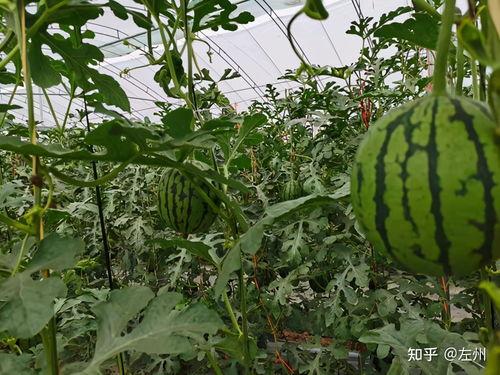 西安吊瓜价格今日行情,价格波动解析