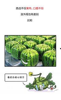 黑瓜吃料历史回顾图片,一场视觉盛宴的回顾