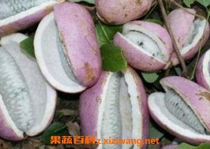 八月瓜的黑籽怎样吃,八月瓜黑籽的神奇食用方法揭秘