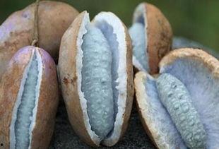 八月瓜的黑籽怎样吃,八月瓜黑籽的神奇食用方法揭秘