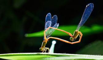 51cgfun今日吃瓜八镜蝶,51cgfun今日吃瓜大揭秘