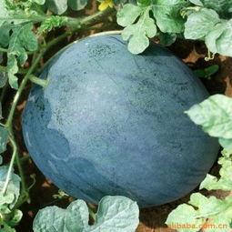 河南今日西瓜黑瓜批发价,行情波动，价格走低