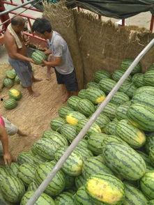 河南今日西瓜黑瓜批发价,行情波动，价格走低