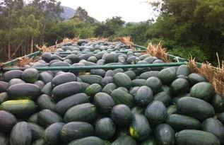 河南今日西瓜黑瓜批发价,行情波动，价格走低