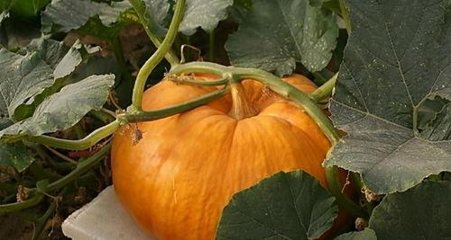 吃瓜最新事件爆料汾阳,揭秘吃瓜群众热议的最新事件内幕”