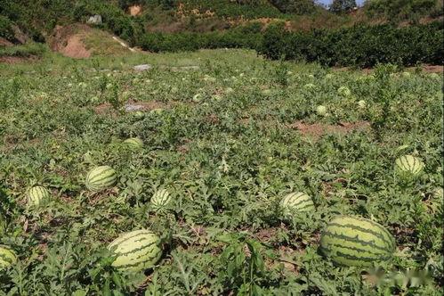 毛瓜上的黑毛可以吃吗,能否放心食用？