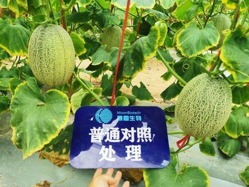 今日收瓜,新鲜瓜果盛宴来袭