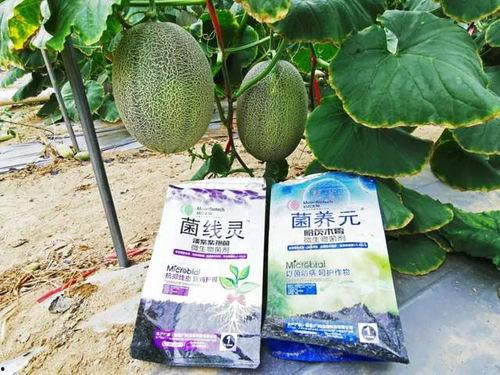 今日收瓜,新鲜瓜果盛宴来袭