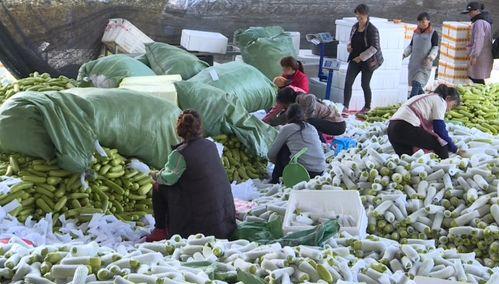 今日收瓜,新鲜瓜果盛宴来袭