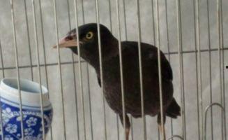 八哥爆料吃瓜是真的吗,吃瓜真相揭秘，是真是假一探究竟