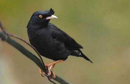 八哥爆料吃瓜是真的吗,吃瓜真相揭秘，是真是假一探究竟