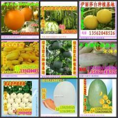 小蜜25号瓜今日报价,新鲜美味，价格实惠，抢购从速！”