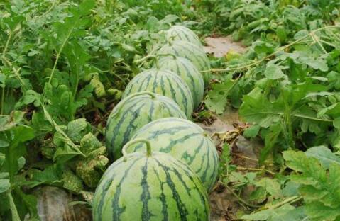 五一吃瓜今日吃瓜热门大瓜网页版,今日热门大瓜盘点，揭秘娱乐圈幕后真相