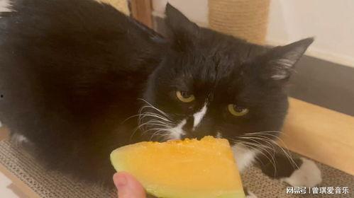 猫吃哈密瓜会拉黑便吗,揭秘黑便之谜