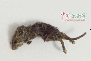 大黑耗子吃瓜,揭秘娱乐圈幕后风云