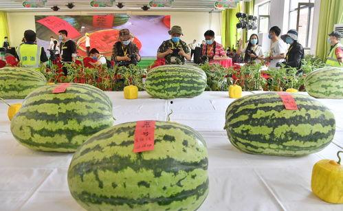 每日大赛今日大瓜,每日大赛独家揭秘，精彩瞬间不容错过