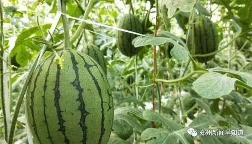 每日大赛今日大瓜,每日大赛独家揭秘，精彩瞬间不容错过