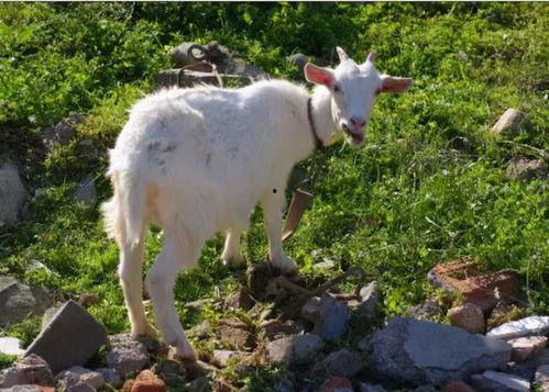 羊了个羊吃瓜爆料,揭秘游戏背后的惊人真相