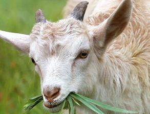 羊了个羊吃瓜爆料,揭秘游戏背后的惊人真相