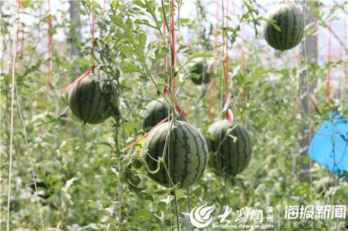 砀山最新吃瓜爆料视频播放,视频播放引发热议，揭秘幕后真相