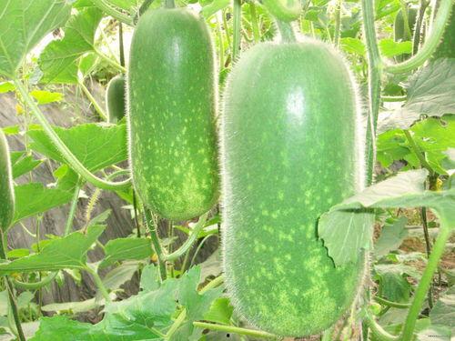 碗盆吃瓜爆料图片,揭秘娱乐圈最新爆料瞬间