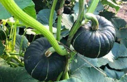 911吃瓜爆料百万网红小雪,揭秘911吃瓜爆料背后的真相