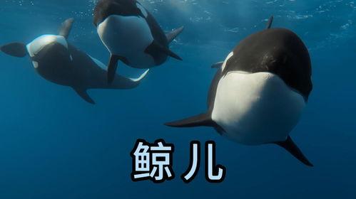 海洋生物视频,揭秘深海生物的神秘世界