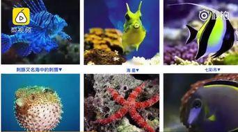 海洋生物视频,揭秘深海生物的神秘世界