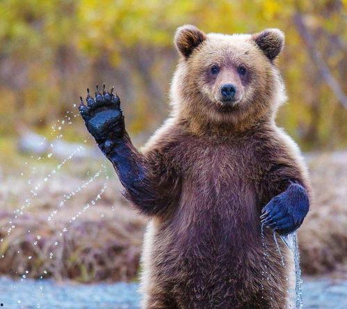 吃瓜爆料的小熊是谁扮演的,揭秘神秘角色扮演者身份