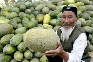 洛阳哈密瓜价格今日价格,今日洛阳哈密瓜价格行情分析