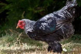 吃瓜黑脚鸡,揭秘民间美食传奇