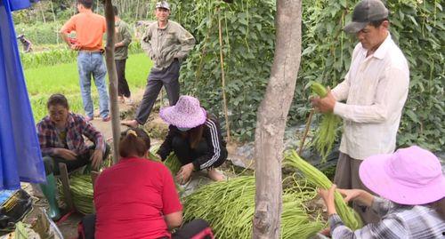 今日瓜菜价,市民菜篮子受影响