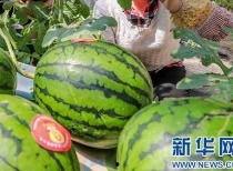 今日辛集吃瓜视频最新消息