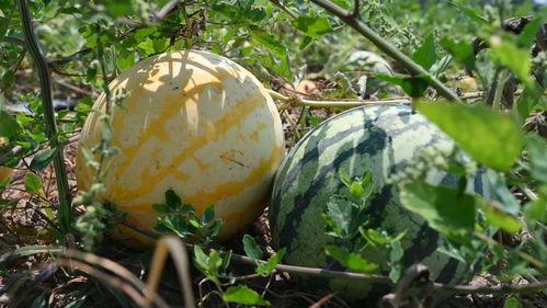 今日辛集吃瓜视频最新消息