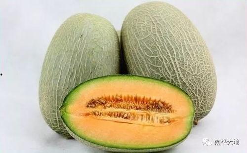 七夕今日哈密瓜