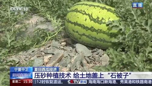 石缝瓜今日价格行情,价格波动解析与市场趋势洞察