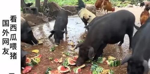 猪头特效吃瓜爆料是真的吗,真相揭秘，是真是假？