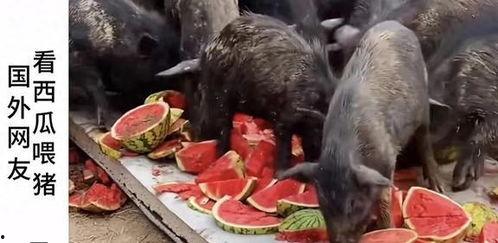 猪头特效吃瓜爆料是真的吗,真相揭秘，是真是假？