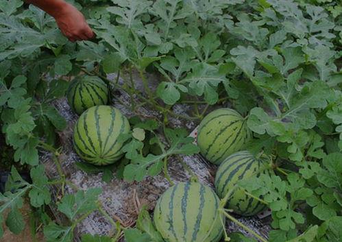 山西运城吃瓜爆料,吃瓜爆料，揭秘当地奇闻轶事