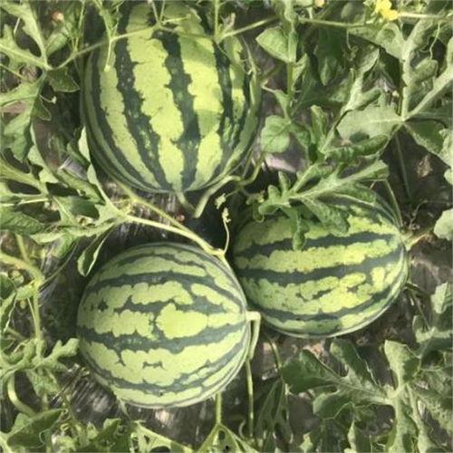 麒麟瓜带点黑籽可以吃吗,安全与营养并重