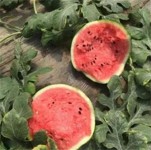 麒麟瓜带点黑籽可以吃吗,安全与营养并重